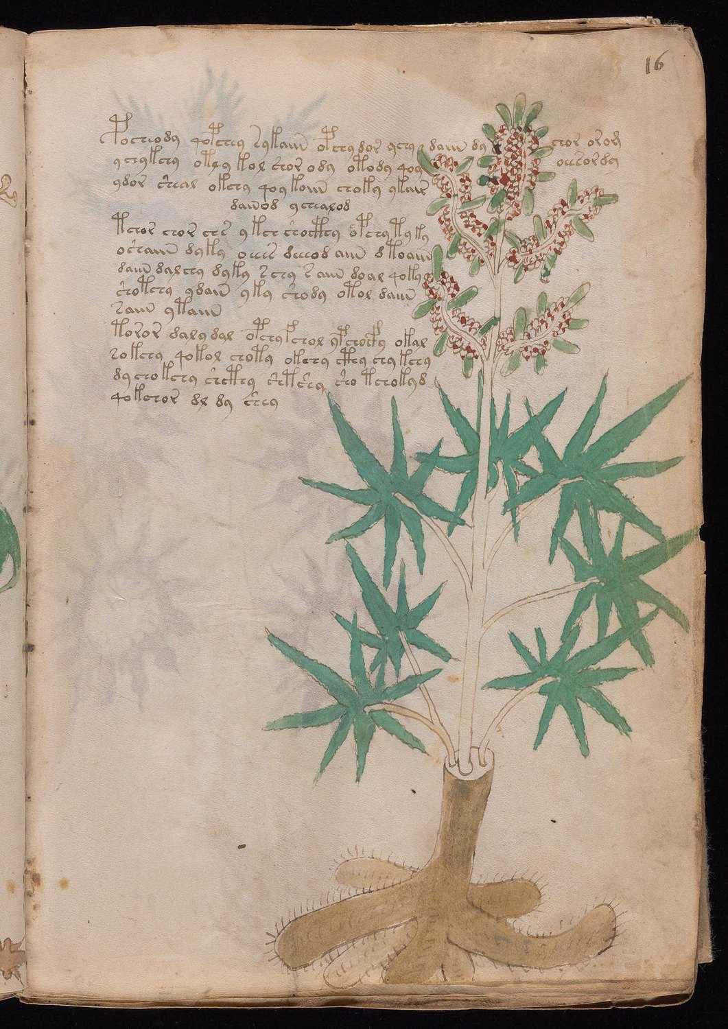 Herbal Page 29
